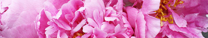 peonypink